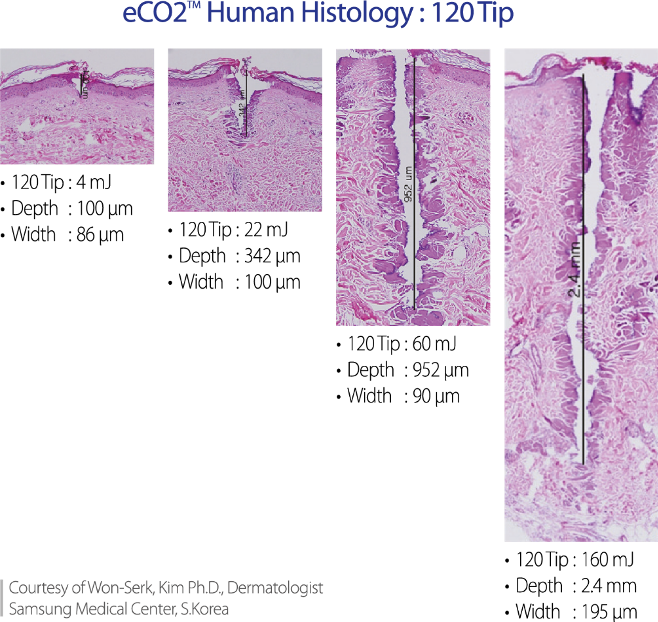 Eco2 Human Histology